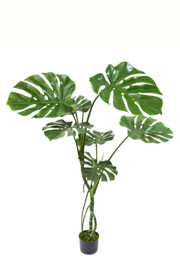 Monstera 'giant leaf' 1.2m